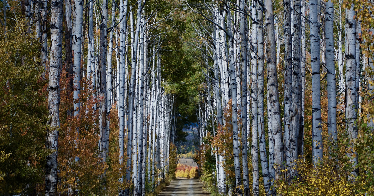 Aspen Ally Carbon County Wyoming