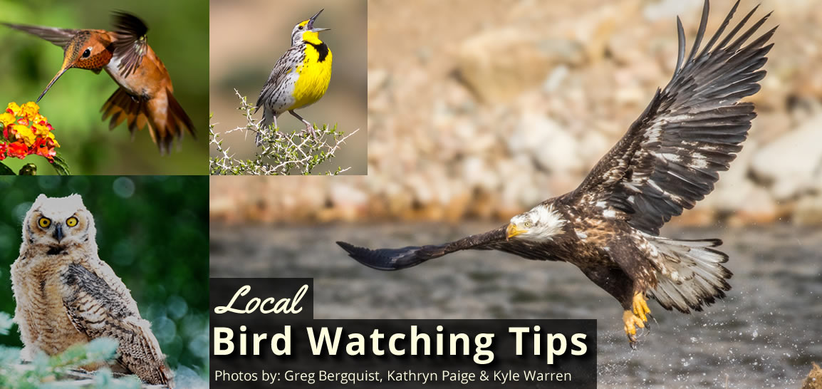 Bird Watching Tips, Wyoming Carbon County