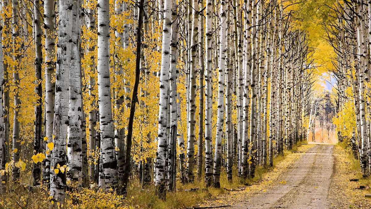 Aspen Alley