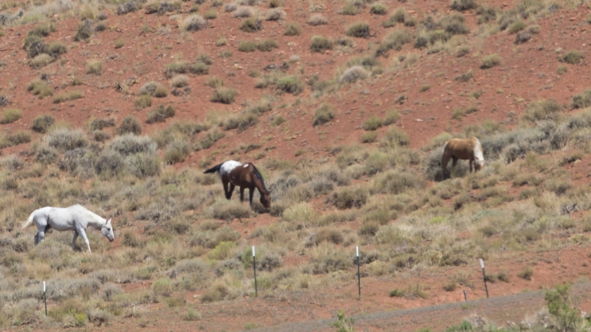 Horse Management Area