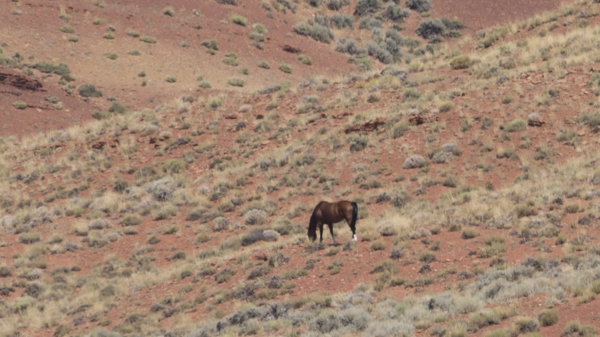 Public Lands & Wild Horses