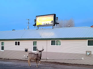 Silver Moon Motel & Suites & Deer
